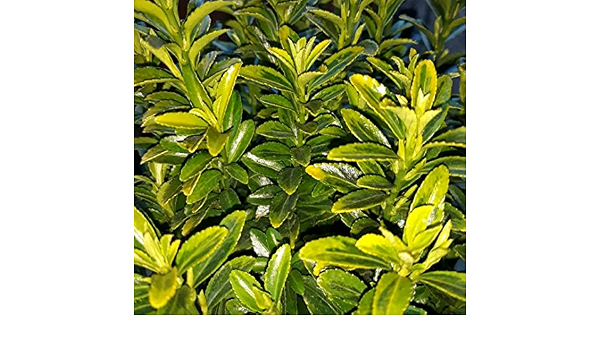 1 X Euonymus Japonicus Microphyllus Pulchellus 2 Litre Pot Evergreen Shrub Amazon Co Uk Garden Outdoors