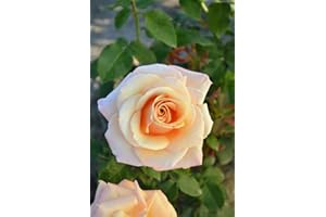 KÜHR BAUM- U. ROSENSCHULEN Duftrose d. Provence Paul Richard de Meilland im 5 Liter Rosentopf