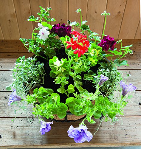 Gardman Schmiedeeiserne Blumenampel, 40 cm - 8