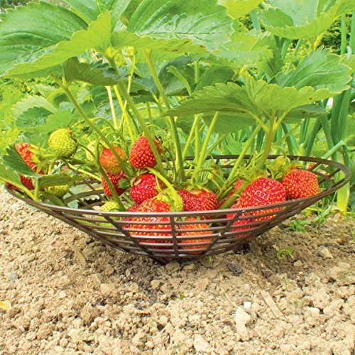 Erdbeeren Schutz Unterlage Set von 10