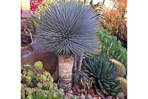 Bleu Yucca Rostrata Old Man Beaked Yucca 10 graines exotiques rares à feuilles persistantes, Hardy