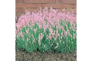 WOLDS COLLECTION Pack of 6 Lavender Rosea in 9cm Pots, Ready to Plant Out