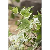 Efeu 'White Ripple' - Hedera helix, winterhart, grün-weißes Laub, in Gärtnerqualität von Blumen Eber - 12 cm