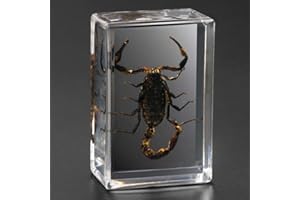 Earnmore Insektenharz，Echtes Insekt Briefbeschwerer Präparation Präparat，Unterrichtender Beobachtungsspielzeug Skorpionsspinnenkäfer des transparenten Harzes kreativen kleinen Dekorationskindergartens