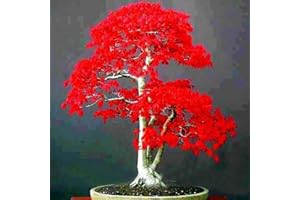 Haloppe 200 Pz Semi di Piante di Acero Rosso per la Piantagione del Giardino di Casa, Semi di Albero di Acero Rosso Pianta Ornamentale Miniascape Giardino Cortile Decorazione Bonsai Semi