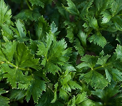 Kräutersamen - Sellerie Blatt - 1250 Samen