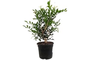 GENÉRICO Planta natural Murraya Paniculata, 50 cm. Jazmín naranja, mirra. Arbusto perenne con hojas brillantes y flores blancas fragantes. Segura Garden.