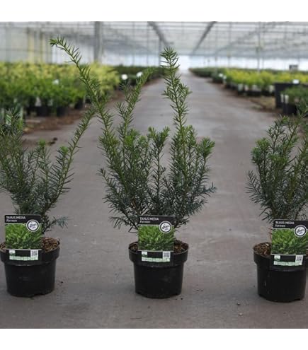 heckenpflanzen taxus baccata Eibe-Hecke (Taxus baccata) kaufen  Mein schner Garten Shop