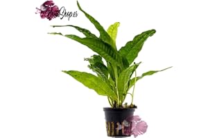 AQUARIUMPFLANZEN.NET Mutterpflanze Microsorum pteropus Javafarn, Aquarienpflanzen, Wasserpflanzen