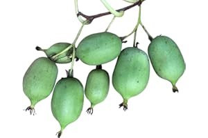 10 Semillas -Actinidia arguta-especie Issai (Mini Kiwi) By Samenchilishop