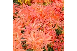 ARBORIX, PLUS VERT-MOINS CHER Pieris 'Forest Flame'- Andromède 'Forest Flame' 20-30 cm en conteneur