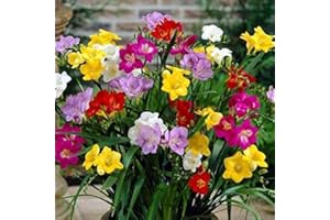 FLORIANA-BULBOSE 100 Bulbi di Fresia in miscuglio a fiore semplice (Freesia) Bulbi - Cormi Primaverili (100)