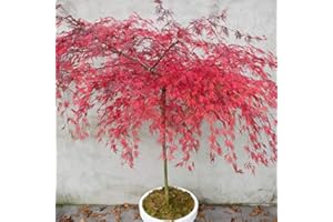 THOMPSON & MORGAN Acer palmatum Emerald Lace Threadleaf Japanese Maple Deciduous Shrub Fast-Growing Ideal for Large pots and containers 1 x 9cm Pot by Thompson and Morgan (1 x 9cm Potted Acer)