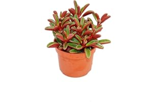 Exotenherz - Peperomia graveolens dans un pot de 10,5 cm.
