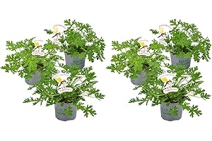 Bloomique - Lot de 6 - Pelargonium Graveolens - Géranium citron - Anti-moustique - Parfumé - Plantes de jardin - Hauteur 15-30 cm - Pot 10,5 cm