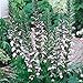 Produktbild 1 Pflanze von Akanthus (Gattung) Acantus Mollis in Vase 17 cm