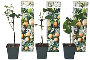 Plant in a Box - Set de 3 Passiflora Edulis - Fruta de la pasión - Trepadora - Maceta 9cm - Altura 25-40cm