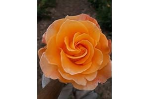 GOWLERS PLANTS Whisky Mac Hybrid Tea Rose Bush Bare Root