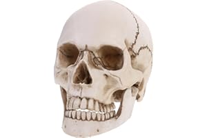 Amosfun ModèLe De CrâNe Humain 1:1 en RéSine Squelette Anatomique RéAliste pour l'enseignement Et La Recherche MéDicale Reproduction DéTails PréCis pour Les ÉColes Et Collections