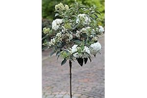 PFLANZEN BÖRING Schneeball-Stämmchen, Viburnum Eskimo, Höhe: 110-120 cm + Dünger