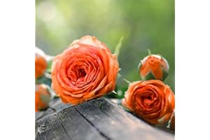 BLUE MAGIC DESIGN 1 Gorgeous Fragrant Orange Climbing Rose Bare Rooted Plant Bush Shurb Trellises Outdoor Landscape Aroma Flowers Archway Garden Fences Pergola