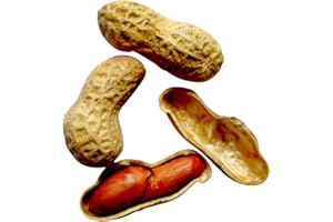 SAMENCHILISHOP (IMMER NUR EINMAL VERSAND) Erdnuss Samen 10 stk (Arachis hypogaea L.) Züchten sie ihre Erdnüsse selbst