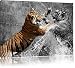 Produktbild prachtvolle Tiger kämpfen schwarz/weiß Format: 100x70 auf Leinwand, XXL riesige Bilder fertig gerahmt mit Keilrahmen, Kunstdruck auf Wandbild mit Rahmen, günstiger als Gemälde oder Ölbild, kein Poster oder Plakat