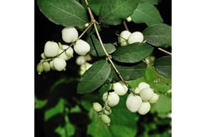 THOMPSON & MORGAN Snowberry (Symphoricarpos Albus) Hardy Deciduous Shrub with Pink Summer Flowers and White Berries, Low Maintenance, 1x Bareroot (40/60) by Thompson and Morgan