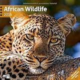 African Wildlife 30 x 30 cm 2016 by