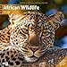 African Wildlife 30 x 30 cm 2016 by