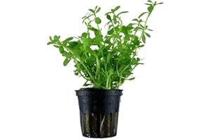 PlantasAcuario Planta acuática BACOPA MONNIERI planta de acuario viva y natural para acuarios plantados en maceta de 5cm