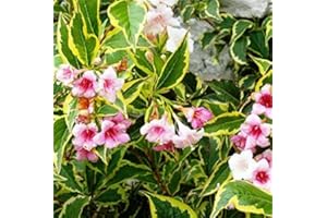 MONDOPIANTE Pianta Weigelia Vaso 7cm, Altezza 15cm