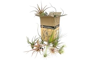 PACK 5 PLANTES AÉRIENNES TILLANDSIAS ASSORTIES ŒILLETS AÉRIENS NATURELS