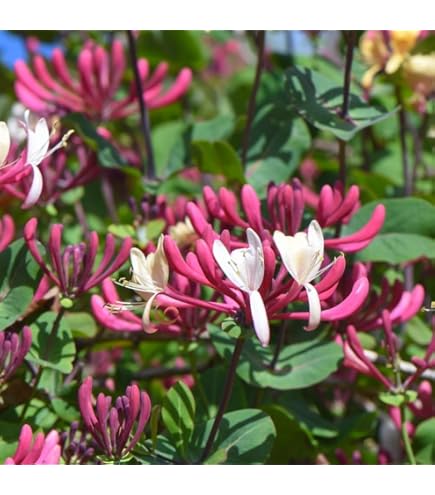 Lonicera periclymenum Belgica Select Fragrant White Yellow red Honeysuckle  1 Litre Pot : Amazon.co.uk: Garden