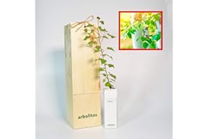 FINCA CASAREJO Betulla bianca - corteccia bianca argentata - giovane germoglio di 30 cm ricevuto in scatola di legno riutilizzabile | 1 unità