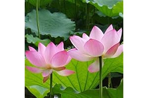 LAMPHLE 20 Unids Semillas de Flores Fácil Germinación Tolerante a la Sequía Semillas de Flores de Loto Semillas de Plantas Fáciles de Cultivar para Exteriores Rosado