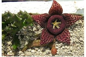 EXOTIC PLANTS Stapelia variegata - Seestern Kaktus - 3 Samen