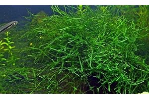 GÉNÉRIQUE Mousse de java moss Vesicularia dubyana en gobelet de 7cm refuge alevins