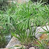 100 Semi Di Cyperus Papyrus - Pianta Acquatica Perenne, Per Giardino E Stagni, Regalo Per Giardinieri