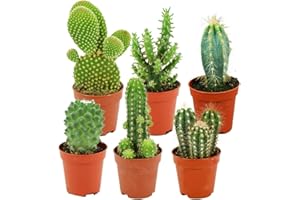 ZynesFlora Mini Kakteen im Set - 6 Stück im 5.5 cm Pflanztopf - Kleiner Kaktus Zimmerpflanze Sammlung - Höhe: 5-10 cm