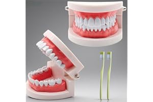 NIYATA 2Pcs Modele Demonstration Dentaire,Modele Dentaire Pedagogique,Modele Dentaire avec 2 Brosse à Dents Plastique,pour Démonstration à Dents,Apprendre Aux Gens à Se Brosser Les Dents