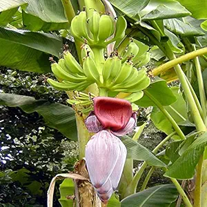 Banana Curry Musa Sapiantum - Fruit Plants & Tree