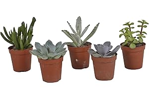 Succulentes, box de 5 plantes h13cm