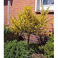 Cytisus scoparius Jessica - Gelbroter Ginster Jessica - Edelginster - Schmuckginster - Geißklee