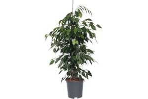 Plant in a Box - Ficus benjamina Danielle - Figuier pleureur - Plante d'intérieur - Pot 21cm - Hauteur 100-110cm