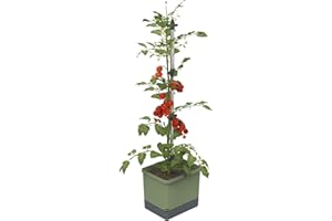GUSTA GARDEN Tom Tomato - Vaso per pomodori - Sistema d'irrigazione con serbatoio d'acqua da 4,5 L - Supporto per piante rampicanti - Gancio di fissaggio - Volume di terra da 20L - Piante rampicanti - Verde scuro