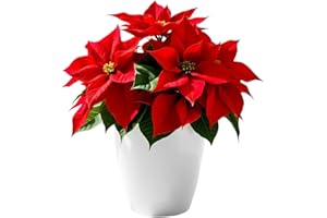 SMPLY. | Flor de Pascua Poinsettia |Planta Natural de Navidad Euphorbia pulcherrima | Ideal para el Hogar o para Regalar |Maceta Ø14 cm, 25-35 cm Alto