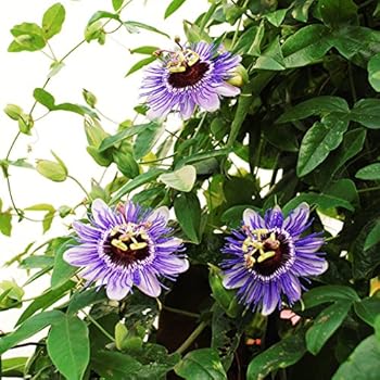 Passionsblume (Passiflora caerulea) - Kletterpflanze