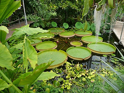 Riesen-Seerose -victoria amazonica- 4 frische Samen-Die größte Seerose der Welt- - 2