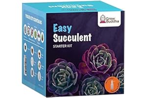 Cultivez votre propre kit de plantes succulentes - Cultivez facilement 6 belles variétés de plantes succulentes avec notre kit complet de plantes d'intérieur succulentes pour débutants